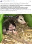Opossum 648 FB