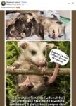 Opossum 649 FB