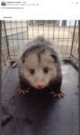 Opossum 650 FB