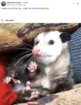 Opossum 651 FB