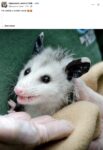 Opossum 652 FB
