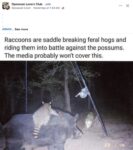 Opossum 652 Raccoon feral hogs FB