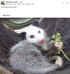 Opossum 654 FB