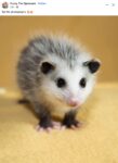 Opossum 660 FB