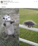 Opossum 662 FB