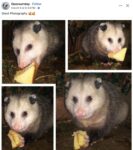 Opossum 663FB