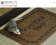 Opossum 664 FB