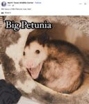 Opossum 665 FB