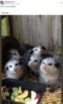 Opossums 189 FB