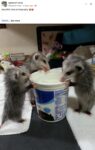 Opossums 190 FB