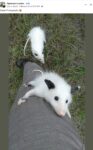 Opossums 194 FB