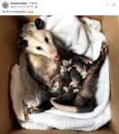Opossums 202 FB