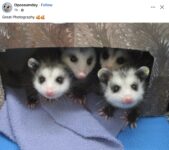 Opossums 214 FB