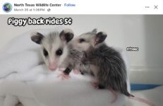 Opossums 216 FB