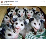Opossums 218 FB
