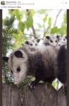 Opossums 219 FB