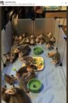 Opossums 224 FB