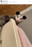 Opossum 681 FB