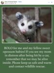 Opossum 684 FB