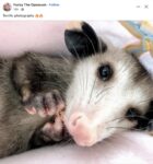 Opossum 685 FB
