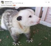 Opossum 686 FB