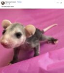 Opossum 687 FB