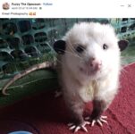 Opossum 689 FB