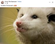 Opossum 691 FB