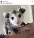 Opossum 693 FB