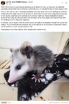 Opossum 694 FB