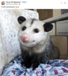 Opossum 700 FB