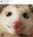 Opossum 702 FB