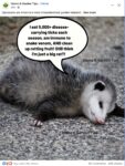 Opossum 703 FB