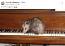 Opossum 705 FB