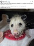 Opossum 709 FB