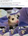 Opossum 712 FB