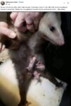 Opossums 225 FB