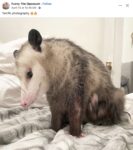 Opossums 229 FB