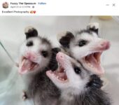 Opossums 230 FB