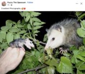 Opossums 233 FB