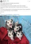 Opossums 234 FB