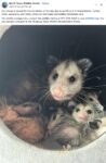 Opossums 235 FB