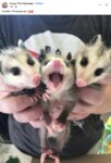 Opossums 236 FB
