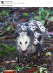 Opossums 241 FB