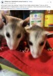 Opossums 243 FB