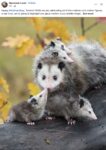 Opossums 244 FB