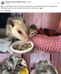 Opossums 245 FB