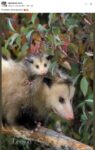 Opossums 246 FB