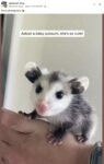 Opossum 722 FB