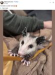Opossum 724 FB
